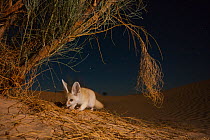 Fennec fox (Vulpes zerda) foraging at night, Grand Erg Oriental, Kebili Governorate. Tunisia. Taken with remote camera trap.