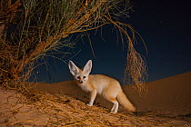 Fennec fox (Vulpes zerda) adult at night digging for prey among the roots of Retam broom shrub. Grand Erg Oriental, Kebili Governorate, Tunisia.  Taken with remote camera trap.