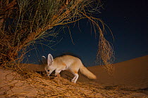 Fennec fox (Vulpes zerda) adult at night digging for prey among the roots of Retam broom shrub. Grand Erg Oriental, Kebili Governorate, Tunisia.  Taken with remote camera trap.