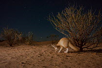 Fennec fox (Vulpes zerda) adult at night among desert vegetation. Grand Erg Oriental, Kebili Governorate, Tunisia.  Taken with remote camera trap.