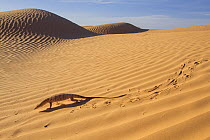 Desert monitor (Varanus griseus) moving across sand dunes,  showing characteristic tracks, in the Sahara, Tunisia.