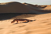Desert monitor (Varanus griseus) moving across sand dunes, Sahara, Tunisia.