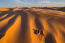 Sand viper (Cerastes vipera) sidewinding on sand dunes. Grand Erg Oriental, Kebili Governorate. Tunisia.
