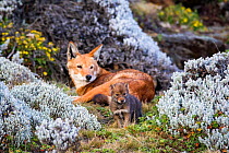 Ethiopian wolf (Canis simensis) adult watching young cub exploring, Bale Mountains, Ethiopia, December.