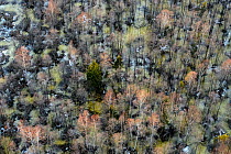 Aerial view of flooded forest in Soomaa National Park, Parnumaa County, Estonia, April 2013.