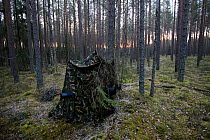 Photography hide in pine forest for photographing Capercaillie, Valgamaa, Estonia, April.
