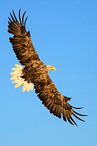 White-tailed sea eagle (Haliaeetus albicilla) flying, against a clear blue sky, Norway, July.