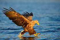 White-tailed sea eagle (Haliaeetus albicilla) flying, and hunting over sea, Norway, July.