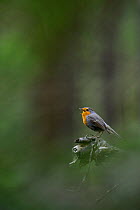 Robin (Erithacus rubecula) singing, Viljandimaa, Estonia.