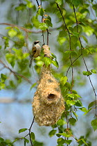 Penduline tit (Remiz pendulinus) male on nest, Tartumaa, Estonia. May 2013.
