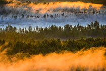 Aerial view at  sunrise of fog over  bog forest,  Tartumaa, Estonia, May 2013.