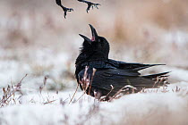 Ravens (Corvus corax) fighting in bog during snowfall, Tartumaa, Estonia. December.