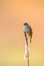 Sedge warbler (Acrocephalus schoenobaenus) singing in front of a foggy background colored golden by the rising sun, Valgamaa, Estonia, June.