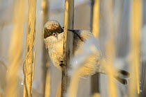 Penduline tit (Remiz pendulinus) overwintering in Estonia and searching for food in reeds in Tartumaa, Estonia. January.