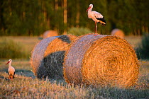 White stork (Ciconia ciconia) on a haystack in evening light in Valgamaa, Estonia. July.