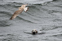 Grey seal (Halichoerus grypus) with juvenile Baltic Sea with a juvenile gull flying over it, Harjumaa, Estonia. October 2013.