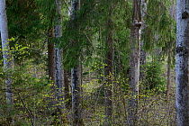 Ural owl (strix uralensis) on nest, in boreal forest habitat. Tartumaa, Estonia. May 2012.