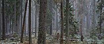 Snowfall in a pristine boreal forest, Sirtsi Nature Reserve in Ida-Virumaa, Estonia. November 2013.