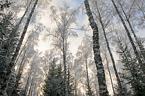 Frozen Birch trees (Betula sp) in a grove, Tartumaa, Estonia, January 2013.