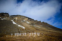 Coal miners cemetery, Longyearbyen, Svalbard, Norway. June 2014.