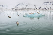 Northern fulmars (Fulmarus glacialis) in fjord water, with glacial iceberg, Kongsfjorden fjord, Svalbard, Norway. June.