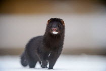 American mink (Mustela vison) on ice, Tartumaa, Estonia, January. Introduced species.