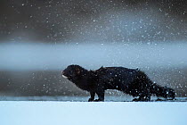 American mink (Mustela vison) on ice shaking itself off, Tartumaa, Estonia, January. Introduced species.