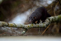 American mink (Mustela vison) on a willow branch. Tartumaa, Estonia, January. Introduced species.