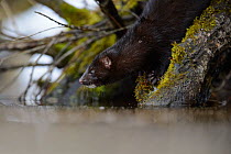 American mink (Mustela vison) just about to dive into river. Tartumaa, Estonia, January. Introduced species.