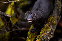 American mink (Mustela vison) on a moss covered branch, Tartumaa, Estonia, January. Introduced species.