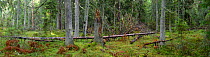 Pristine boreal forest in Kopu Nature Reserve Area, Hiiumaa island, Estonia, October 2013.