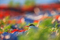 Arctic tern (Sterna paradisea) sitting on its nest surrounded by various coastal colors. Harjumaa, Estonia. June.
