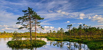 Small island with Scot's pine (Pinus sylvestris) in bog pool, Tartumaa, Estonia, June.