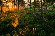 Dew covered spiderwebs in Scot&#39;s pine (Pinus sylvestris) forest bog at sunrise, Tartumaa, Estonia, July.