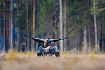 Common cranes (Grus grus) mating in bog surrounded by Scots pine (Pinus sylvestris) Laane-Virumaa, Estonia, April.