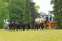 Traditionally dressed staff driving rare black and white Kladruber stallions, at the Great Riding Festival, in Slatinany National Stud, Pardubice Region, Czech Republic. June 2015.