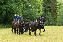 Staff in traditional costumes driving six rare black Kladruber horses / stallions, at the Great Riding festival, in Slatinany national stud, Pardubice Region, Czech Republic. June 2015.