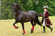 A man dressed in period costume drives in long reins a rare black Kladruber horse/stallion, at the Great Riding festival, in Slatinany national stud, Pardubice Region, Czech Republic. June 2015.