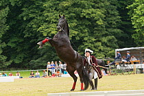 Man dressed in period costume with rearing rare black Kladruber horse/stallion to rear, at the Great Riding festival, in Slatinany national stud, Pardubice Region, Czech Republic.