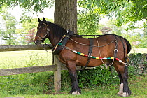 Sue Day's draft horse fully harnessed, awaits to tow, Maria, a 1814 wooden narrowboat, on the canals, near Marple, Metropolitan Borough of Stockport, Greater Manchester, England.