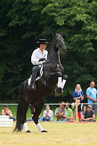 A rider, dressed in Spanish period costume, asks a rare black Kladruber horse/stallion to make a levade, at the Great Riding festival, in Slatinany national stud, Pardubice Region, Czech Republic.