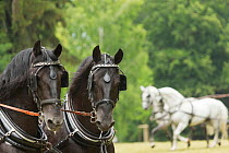 Headshot of two rare black Kladruber stallions, harnessed for driving, at the Great Riding festival, in Slatinany national stud, Pardubice Region, Czech Republic. June 2015.