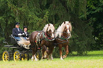 Staff in traditional dress, driving rare Czech Moravian draft horses / stallions, at the Great Riding Festival, in Slatinany national stud, Pardubice Region, Czech Republic. June 2015.
