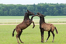 Two rare black Kladruber colts / foals playfighting, in Slatinany National Stud, Pardubice Region, Czech Republic. June.