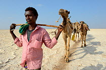 Salt caravans made up of hundreds of Dromedary camels (Camelus dromedarius) and their pullers transporting salt slabs cut from Lake Assale to the Mekele Market, Danakil depression, Afar region, Ethiop...