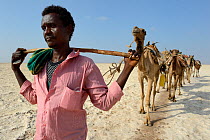 Salt caravans made up of hundreds of Dromedary camels (Camelus dromedarius) and their pullers transporting salt slabs cut from Lake Assale to the Mekele Market, Danakil depression, Afar region, Ethiop...