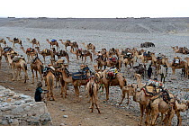 Early morning at Ahmed Ela, with caravan of Dromedary camels (Camelus dromedarius) and their pullers going to pick up salt at Lake Assale, Danakil Depression, Afar region, Ethiopia, March 2015.