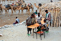Early morning at Ahmed Ela, men with caravan of Dromedary camels (Camelus dromedarius) waiting for assignments. Lake Assale, Danakil Depression, Afar region, Ethiopia, March 2015.