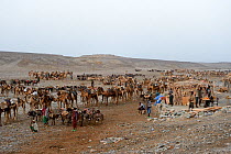Early morning at Ahmed Ela, the Dromedary camels (Camelus dromedarius) and their pullers waiting for assignment to their Afar salt cutter crews on lake Assale, Danakil depression, Afar region, Ethiopi...