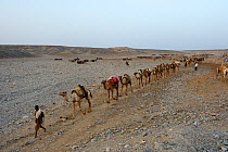 Early morning at Ahmed Ela, with caravan of Dromedary camels (Camelus dromedarius) and their pullers going to pick up salt at Lake Assale, Danakil Depression, Afar region, Ethiopia, March 2015.